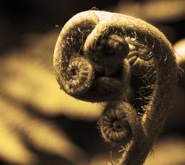 Fern close-up